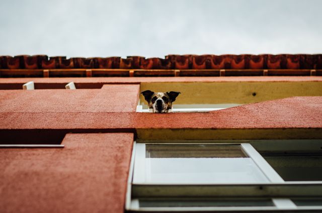 dog looking out of a window in an urban residential area